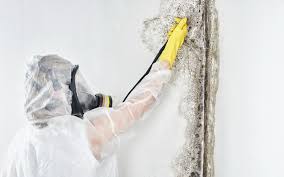 Mold Odor Removal Services in Hunter, TN